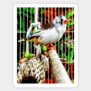 Birds - Zebra Finch Sticker